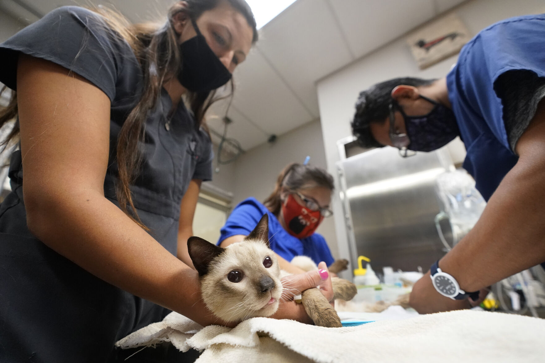 Virus Outbreak Veterinarian Backlog